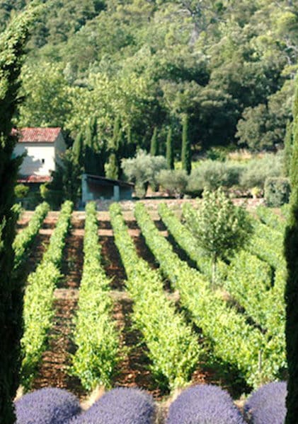 Excursion autour du vin avec dégustation